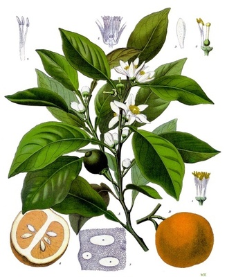 botanical drawing or orange tree.
