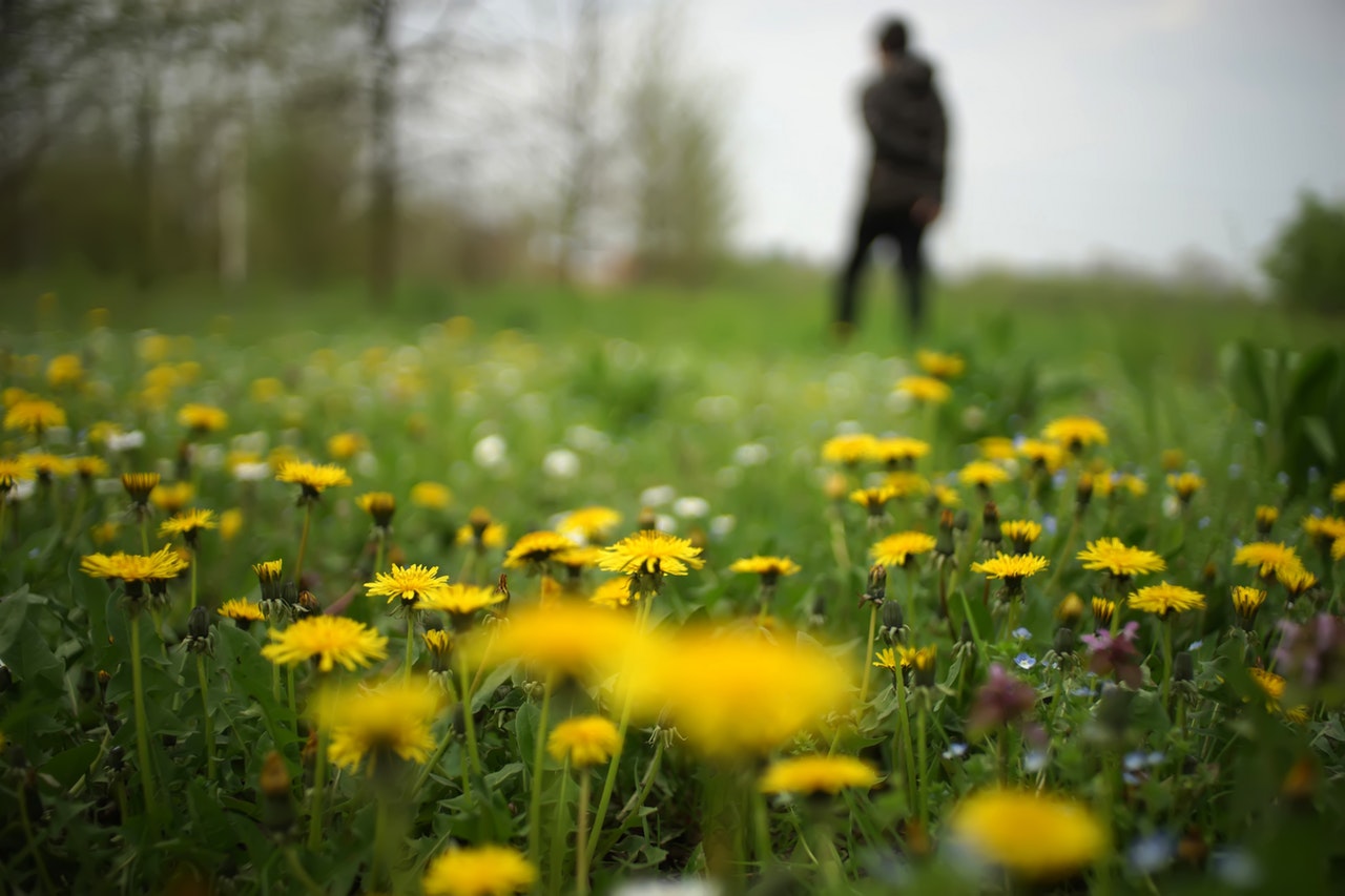 field of dandelion flowers