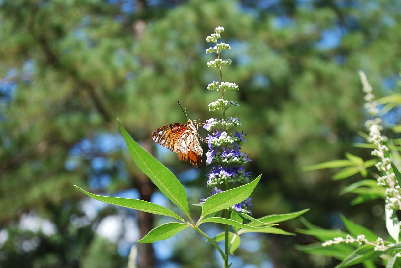 butterfly on flowering chaste tree
