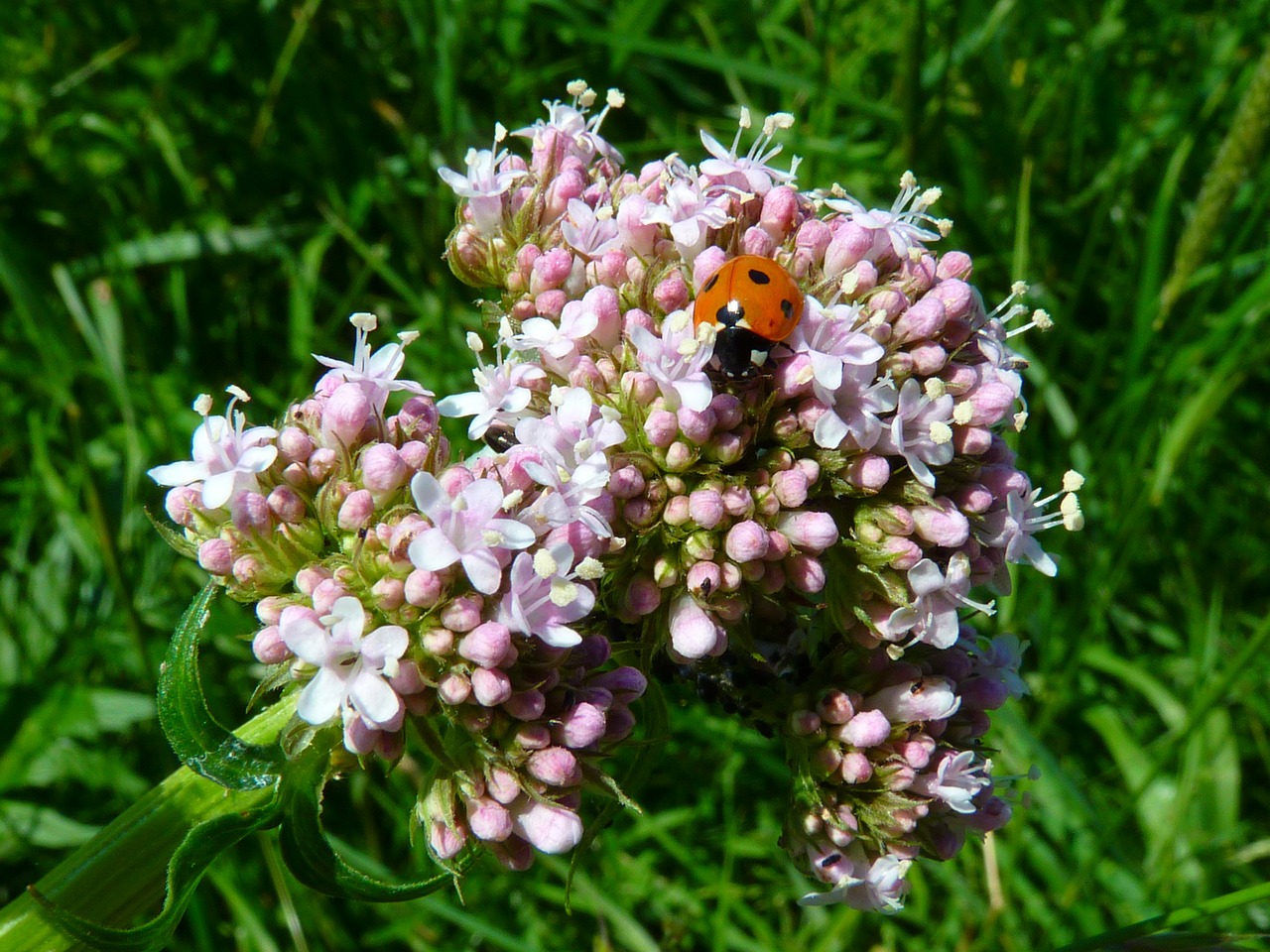lady bug on flowering valerian