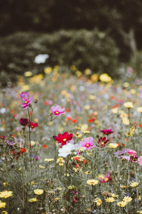 Field filled with wild flowers