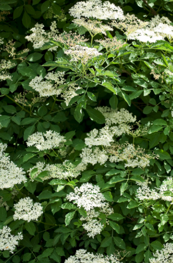 European elder flower