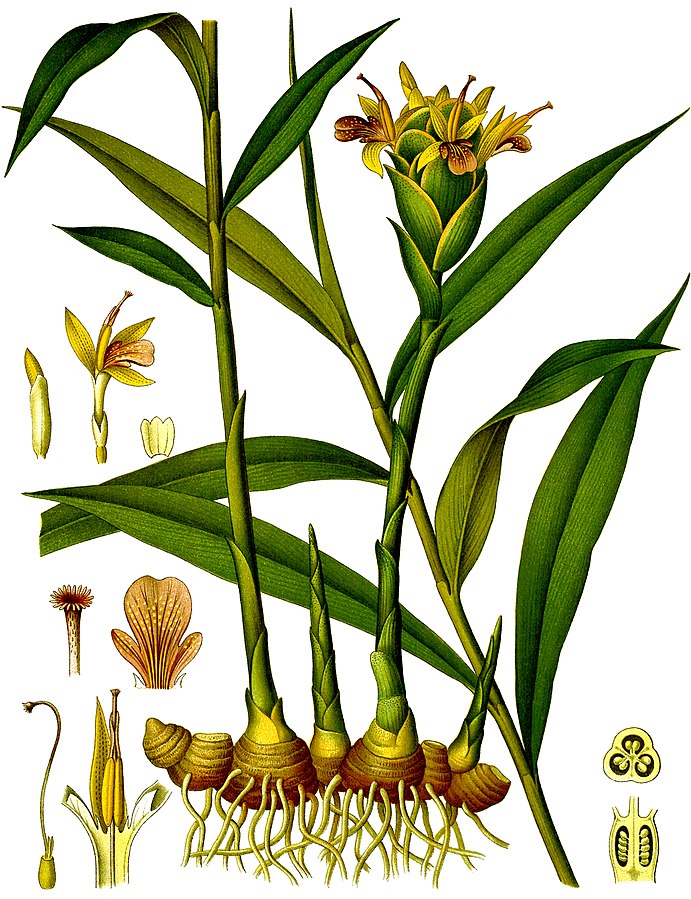 botanical illustration of ginger