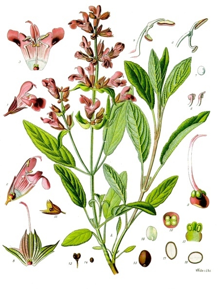 sage botanical illustration