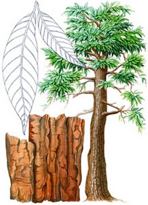Botanical drawing of yohimbe
