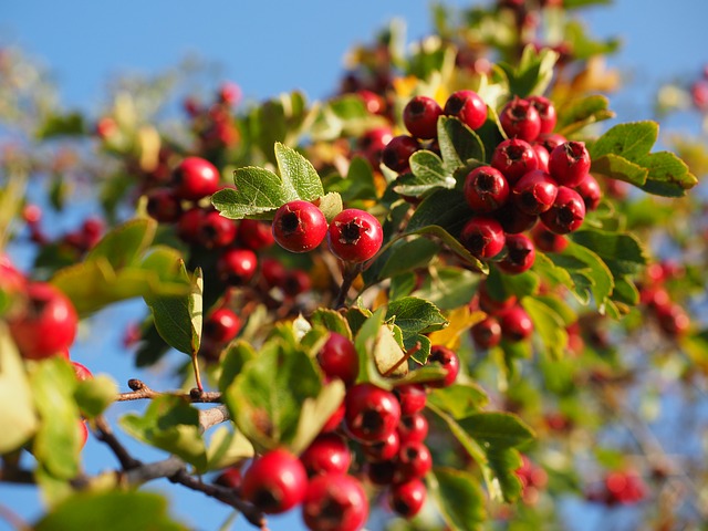 branch filled with hawthorn berries