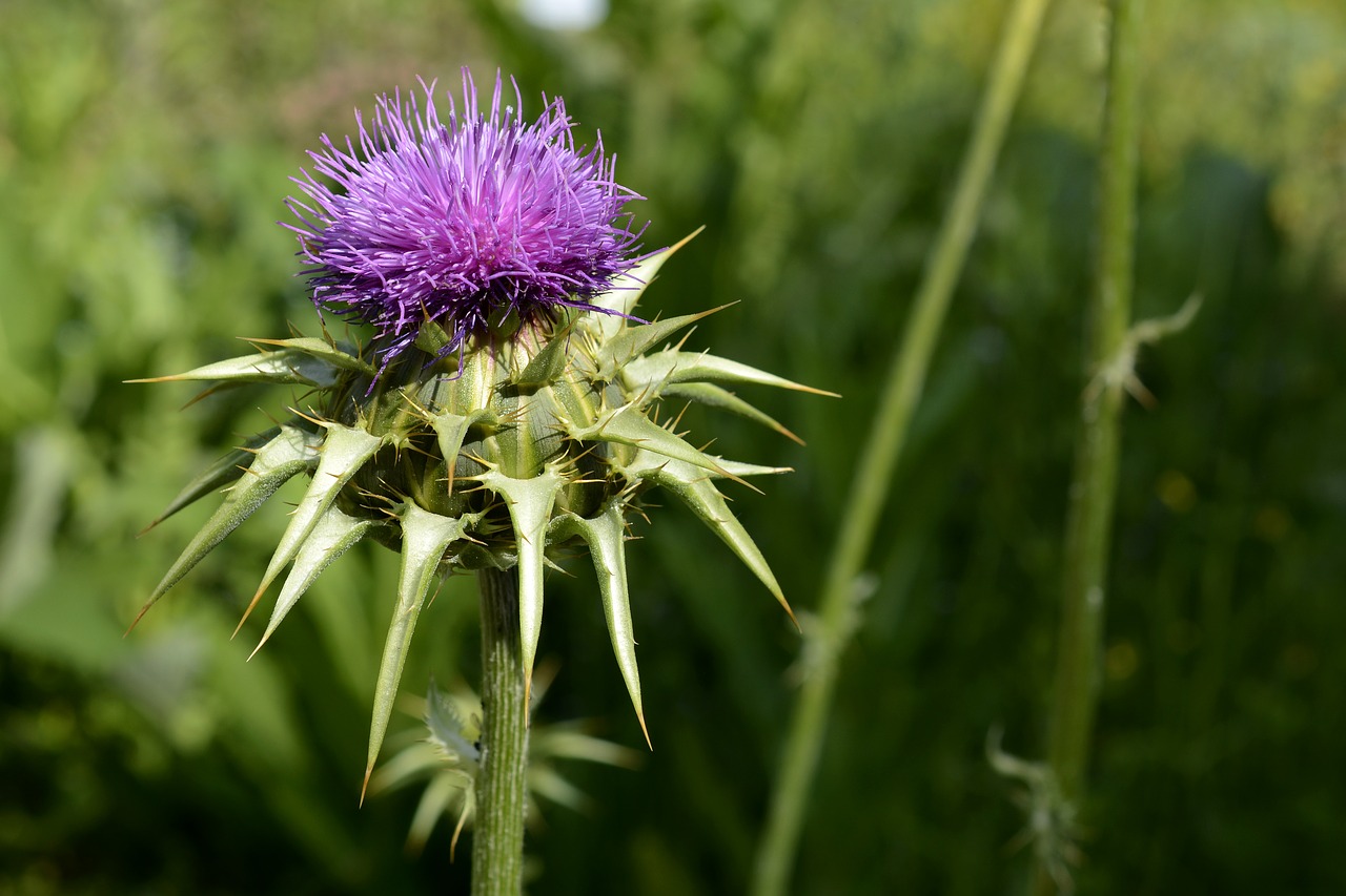 milk thistle in bloom