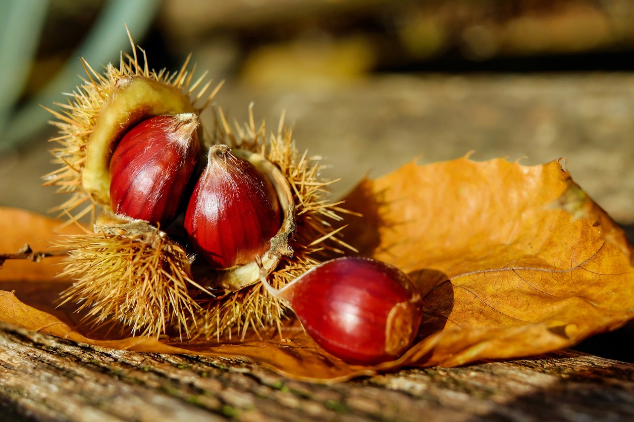 Horse chestnuts on fall leaves