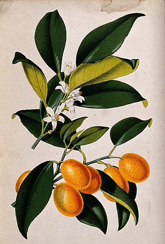 botanical drawing of a kumquat plant