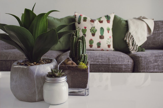 Cactus on coffee table in front of gray couch