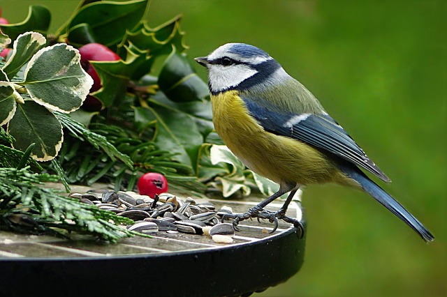blue bird with winter foliage