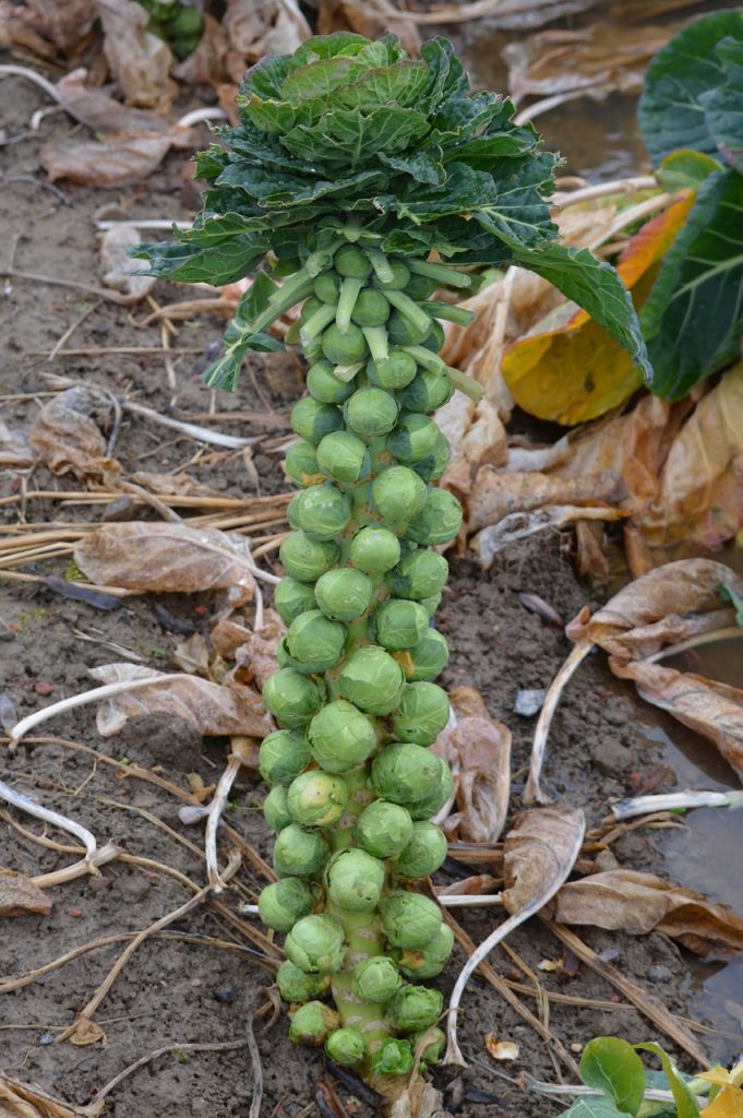 brussels-sprouts-recipe-nutrition-precision-nutrition-s