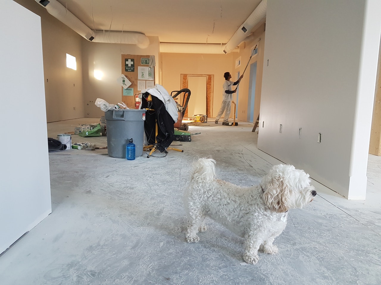 white dog standing in remodeled apartment